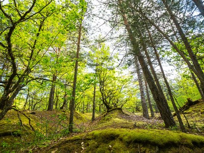 FSC eta PEFC ziurtagiriak berritzeak ingurumenaren jasangarritasunarekin dugun konpromisoa sendotzen du