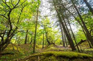 FSC eta PEFC ziurtagiriak berritzeak ingurumenaren jasangarritasunarekin dugun konpromisoa sendotzen du